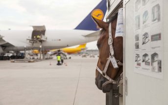 Lufthansa-cargo-heste_web.jpg